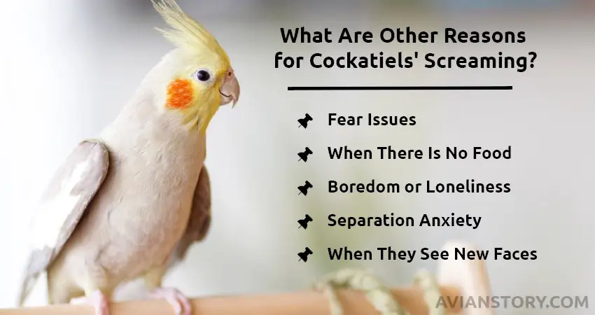 What Are Other Reasons for Cockatiels' Screaming?