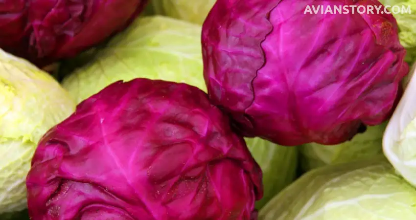 What Are The Dangers Of Feeding Cabbage To Budgies