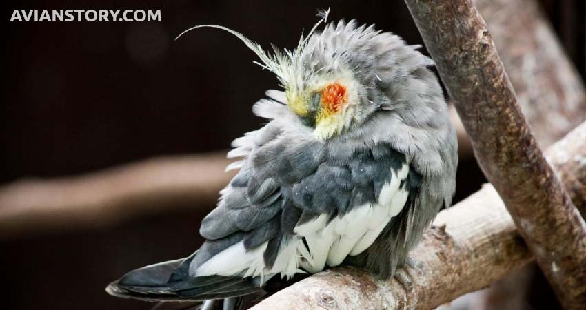 What Are The Effects Of Cockatiels Sleeping So Much?