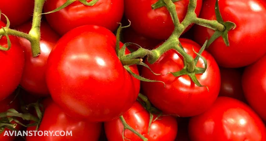 Tomatoes For Budgies