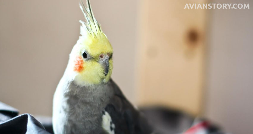 What Are The Signs Of Aggression In Cocktiels