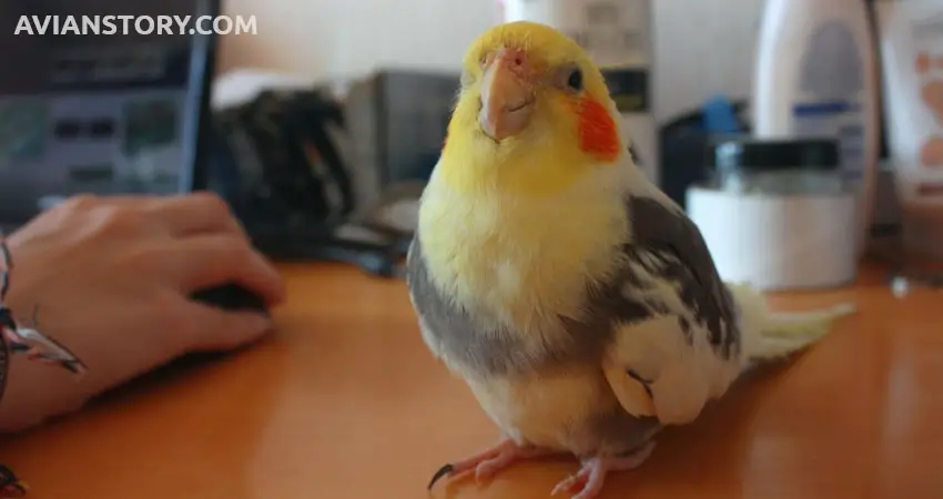 What Birds Can Be Kept With Cockatiels
