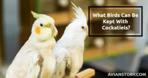 What Birds Can Be Kept With Cockatiels? Is It Even Safe?