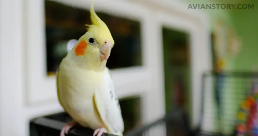 What Colors Do Cockatiels See