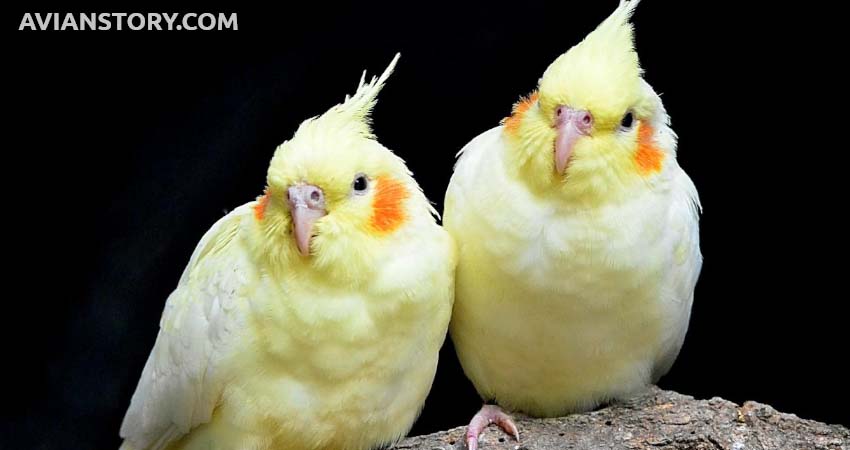 What Temperature is Too Hot for Cockatiels?