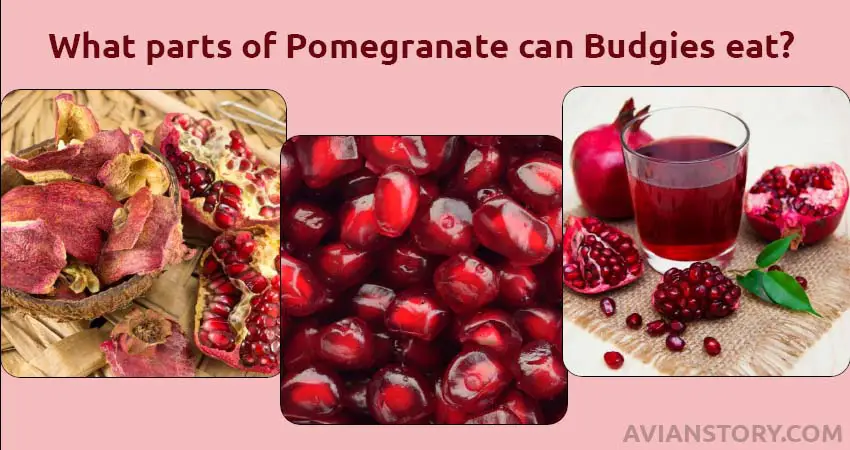 What parts of Pomegranate can Budgies eat?