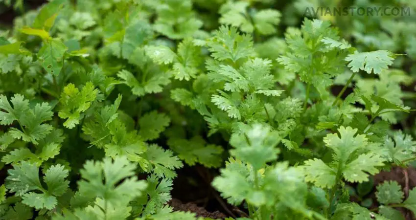 What’s the difference between coriander and cilantro