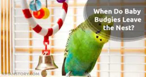 When Do Baby Budgies Leave the Nest? How Long Are They Fed?