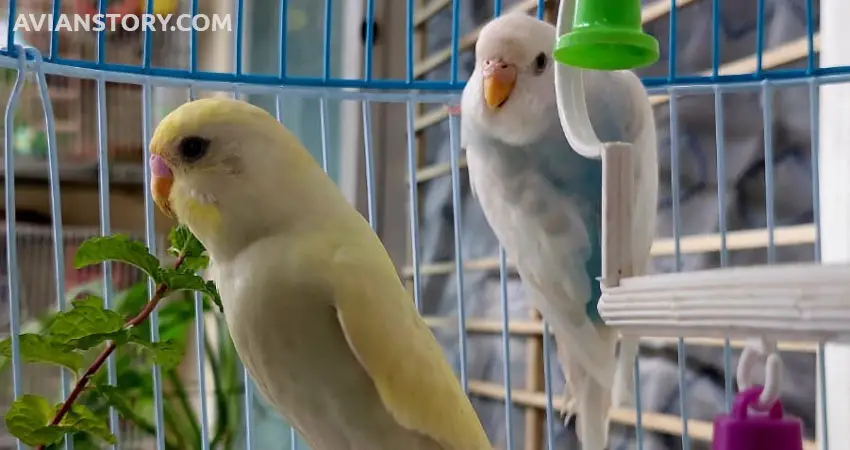 Why Do Budgies Need a Friend?