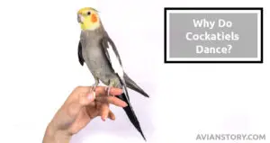 Why Do Cockatiels Dance? Here Is What You Need to Know!