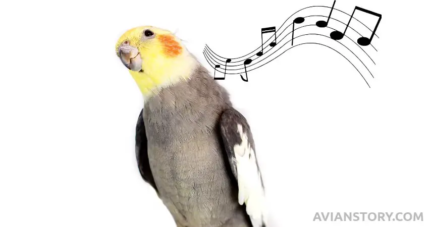 Why Do Cockatiels Dance to Music?