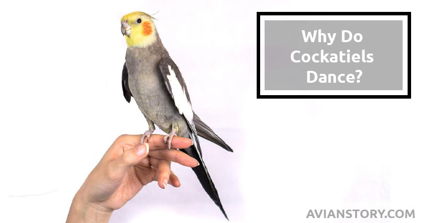 Why Do Cockatiels Dance? Here Is What You Need To Know!