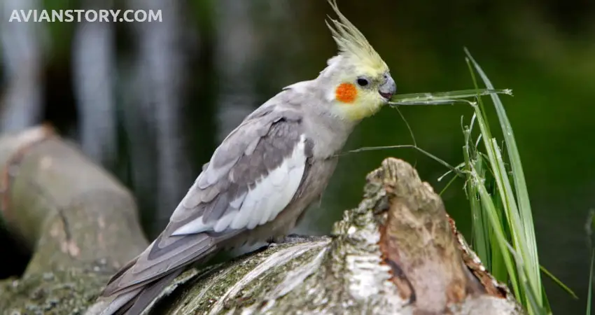 Why Does My Cockatiel Hate Me?