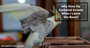 Why Does My Cockatiel Scream When I Leave the Room? Things You Don’t Know