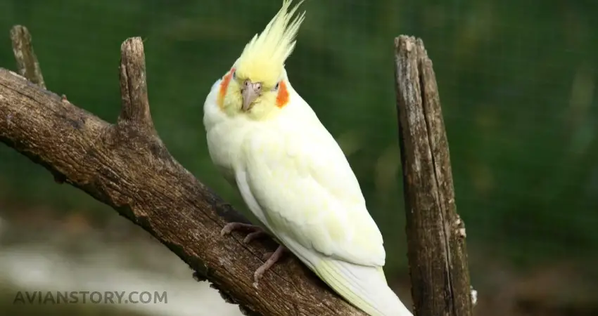 Why Is My Cockatiel Always Angry?