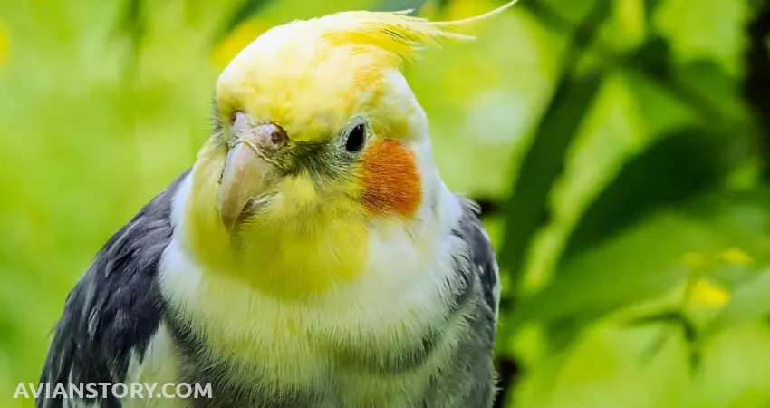 Why Is My Cockatiel Angry?