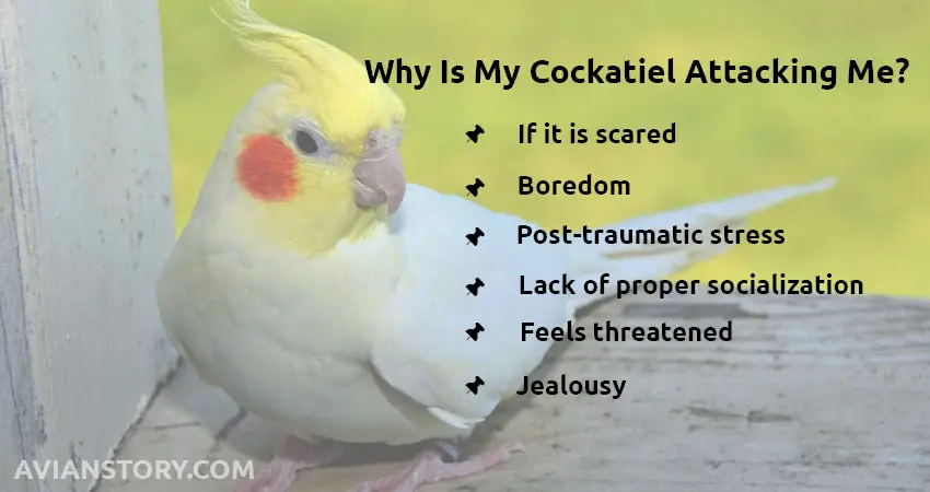 Why Is My Cockatiel Attacking Me