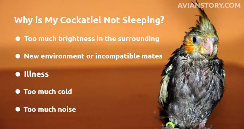 Why is My Cockatiel Not Sleeping?