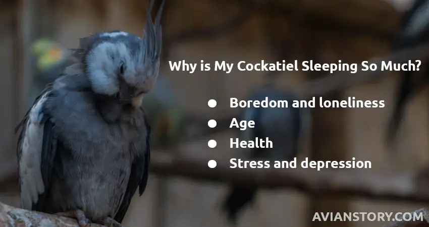 Why is My Cockatiel Sleeping So Much?