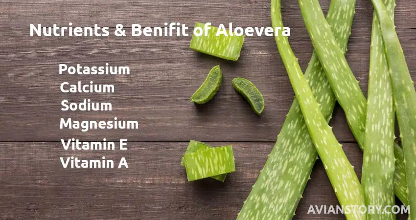 nutrients offered by aloe vera and their benefits