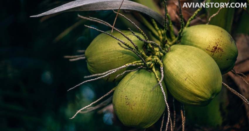 How To Feed Coconut To Budgies?