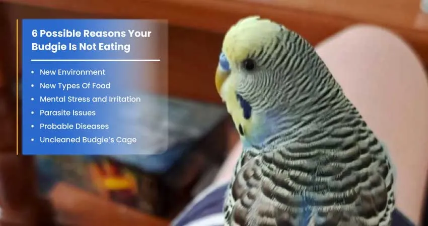 Why Is My Budgie Not Eating? Reasons And Remedies 1