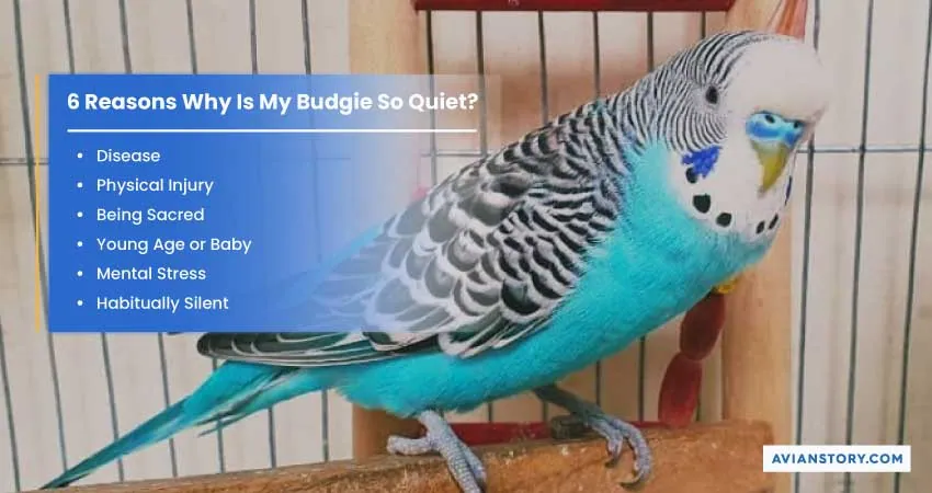 Why Is My Budgie So Quiet? [6 Reasons And Remedies] 1
