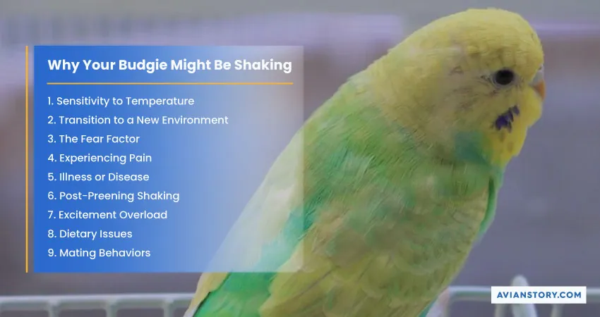 Why Is My Budgie Shaking? Trembling or Shivering Explained! 1