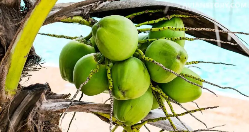 Any Risks Of Budgies Eating Coconut?