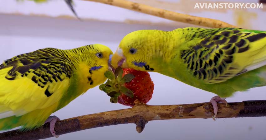 Are Strawberries Good for Budgies?