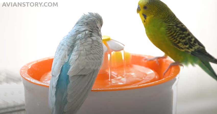 Bathing Bowl for Budgies