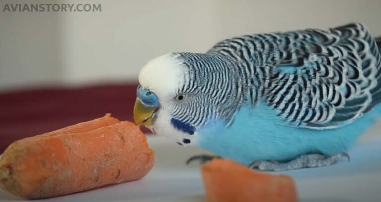 Can Budgies Eat Carrots? An Expert’s Opinion