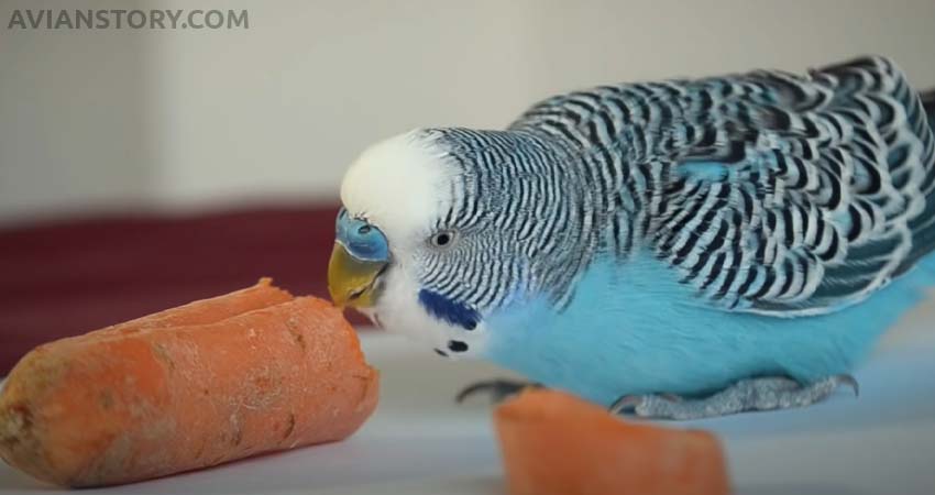 Budgies Eat Carrot