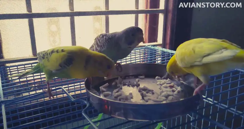 Can Budgies Eat Coconut