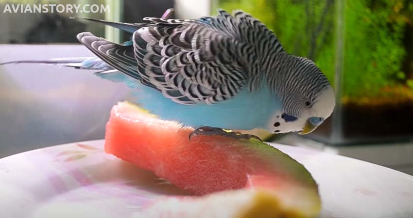 Budgies Eat Watermelon