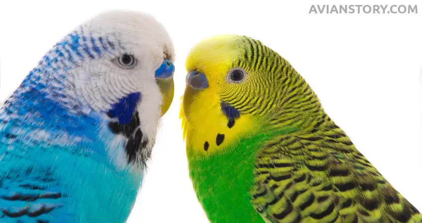 Do Budgies Love Their Owners