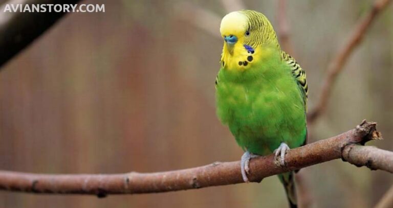 Do Budgies Need Darkness To Sleep? Can Budgies Sleep With Lights On?