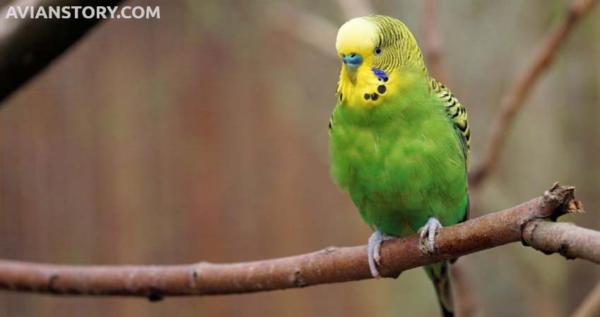 Budgies Need Darkness To Sleep