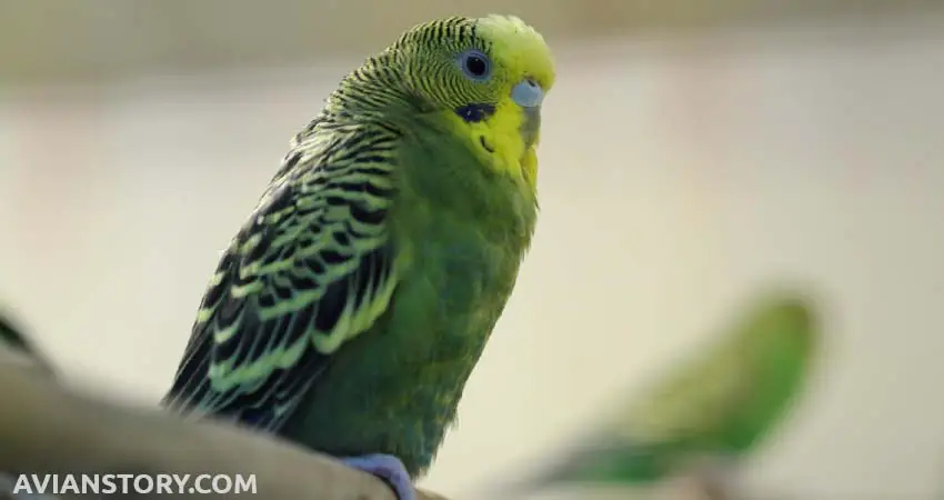 Why Do Budgies Stand On One Leg?