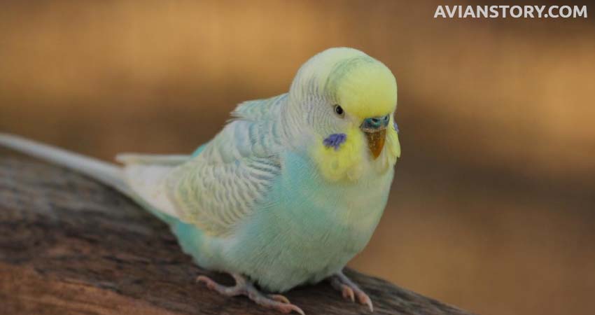 Can A Budgie Recognize Its Mate