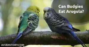 Can Budgies Eat Arugula? What You Don’t Know About This Food!