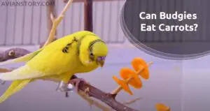 Can Budgies Eat Carrots? An Expert’s Opinion