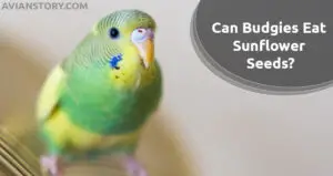 Can Budgies Eat Sunflower Seeds? Check out the Health Benefits!
