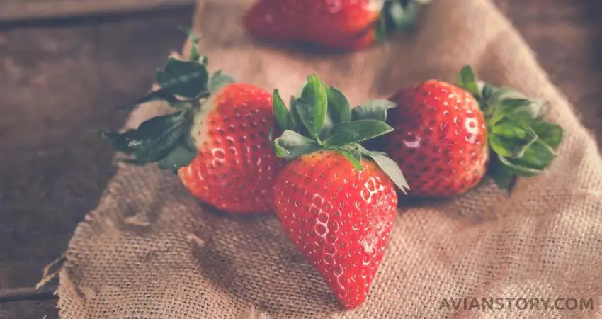 Can Budgies Eat Too Many Strawberries?