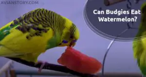 Can Budgies Eat Watermelon? Find Out Now!