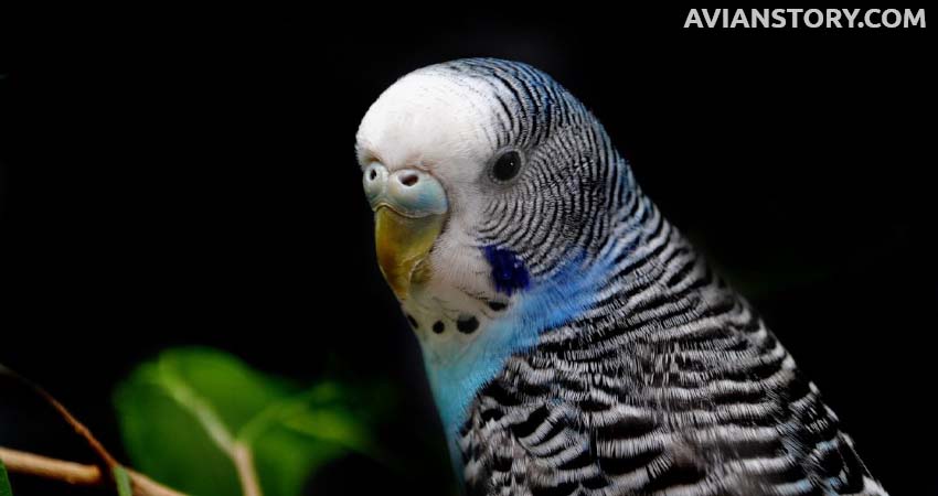 Can Budgies Sleep With A Night Light On