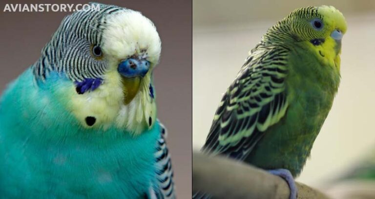 English Budgie Vs American Budgie: How Do You Tell Them Apart?