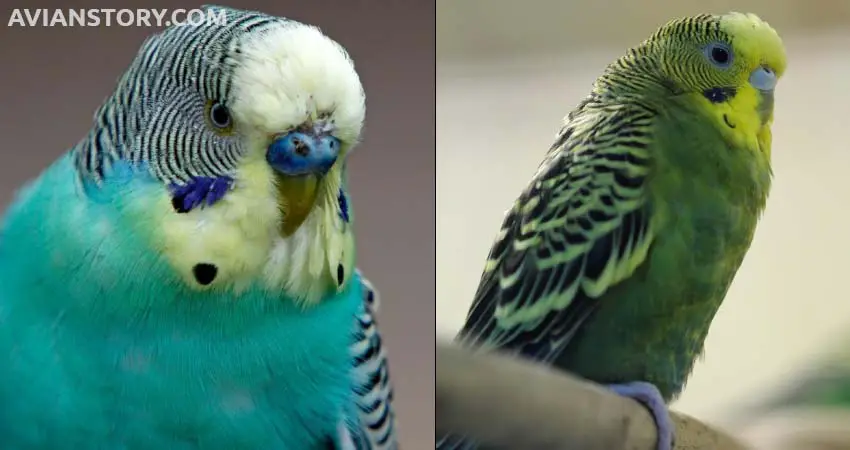 Can English Budgies and American Budgies Live Together