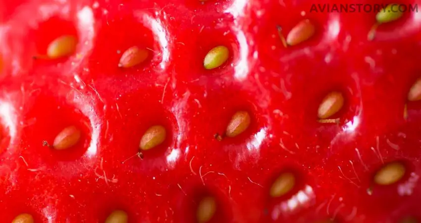 Can parakeets eat strawberry seeds?