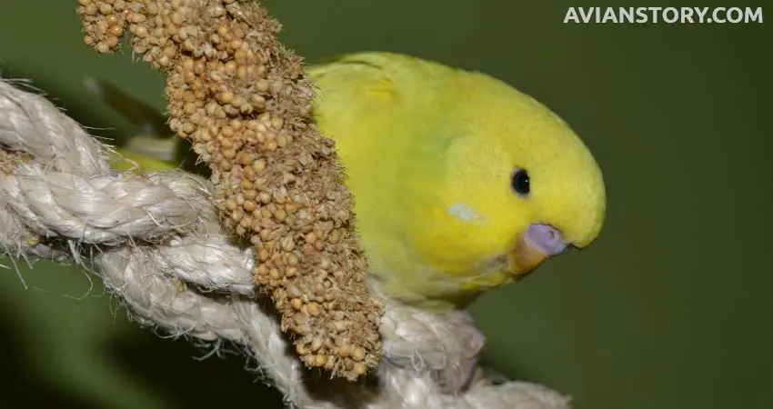 What Age Do Baby Budgies Eat Seed